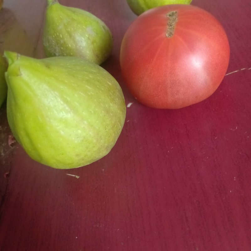 波姬红无花果苗，无花果苗，金傲芬，布兰瑞克