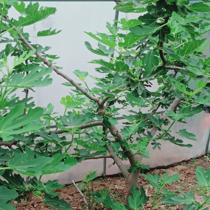 波姬红无花果苗，无花果苗，金傲芬，布兰瑞克