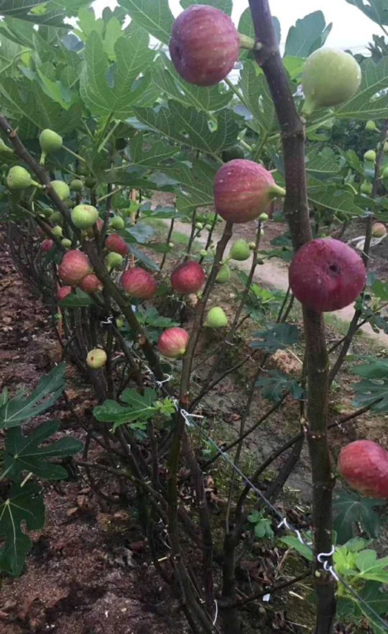 波姬红无花果苗，无花果苗，金傲芬，布兰瑞克