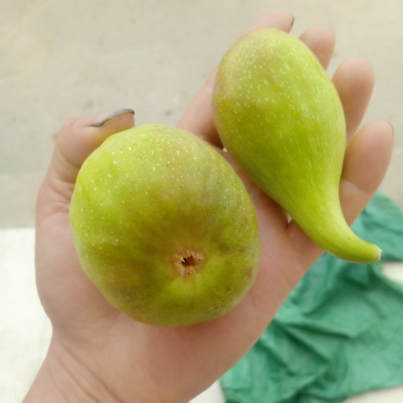 波姬红无花果苗，无花果苗，金傲芬，布兰瑞克