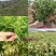 北花一号金银花苗全花蕾产量高技术免费回收干花