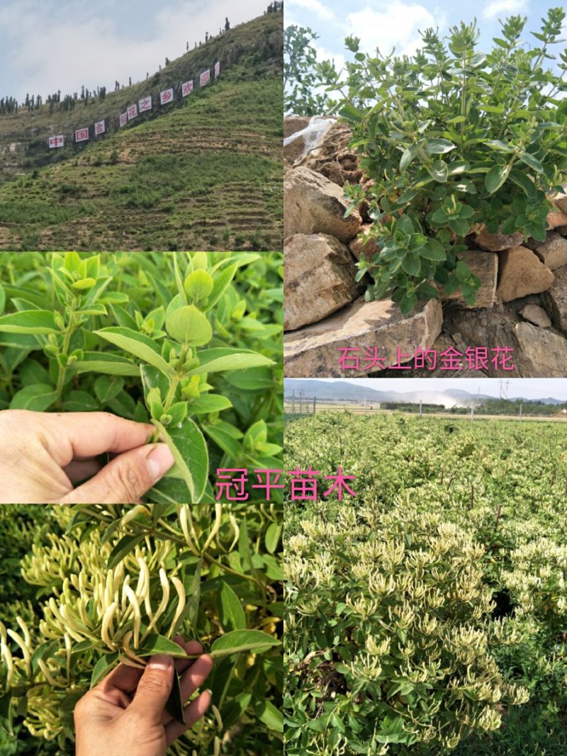 北花一号金银花苗全花蕾产量高技术免费回收干花