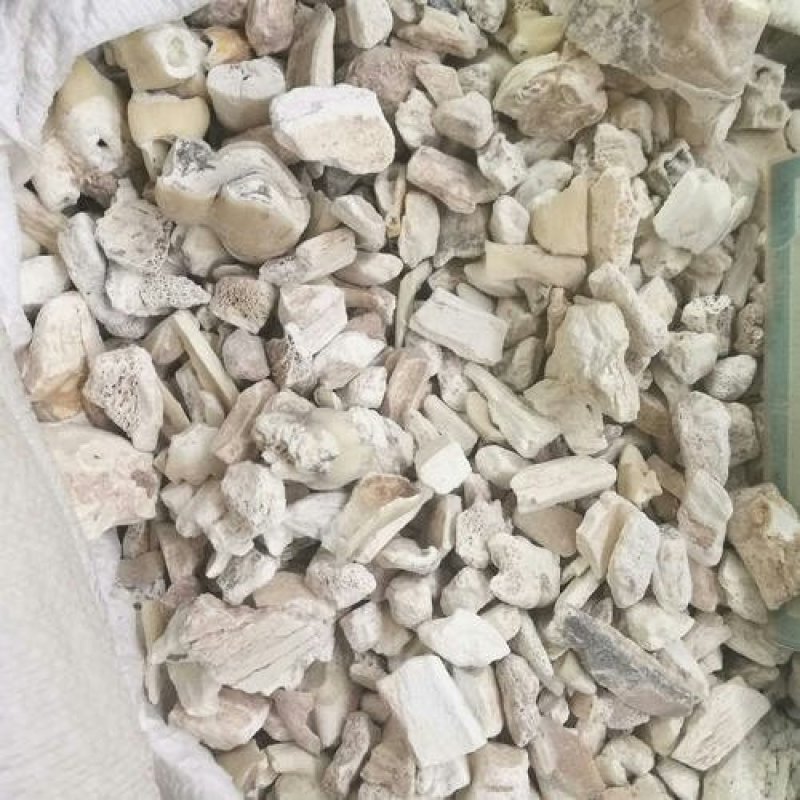 白龙齿千余品种供应承接订单