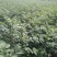 吴茱萸苗，精选优育，无病毒，高产正宗吴茱萸8号苗，无杂苗