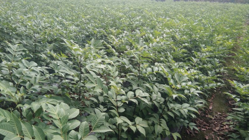 吴茱萸苗，精选优育，无病毒，高产正宗吴茱萸8号苗，无杂苗