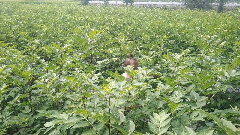 吴茱萸苗，精选优育，无病毒，高产正宗吴茱萸8号苗，无杂苗