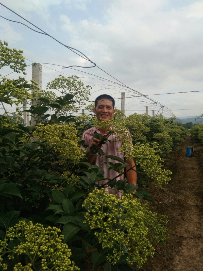 吴茱萸苗，精选优育，无病毒，高产正宗吴茱萸8号苗，无杂苗