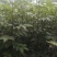 吴茱萸苗，精选优育，无病毒，高产正宗吴茱萸8号苗，无杂苗