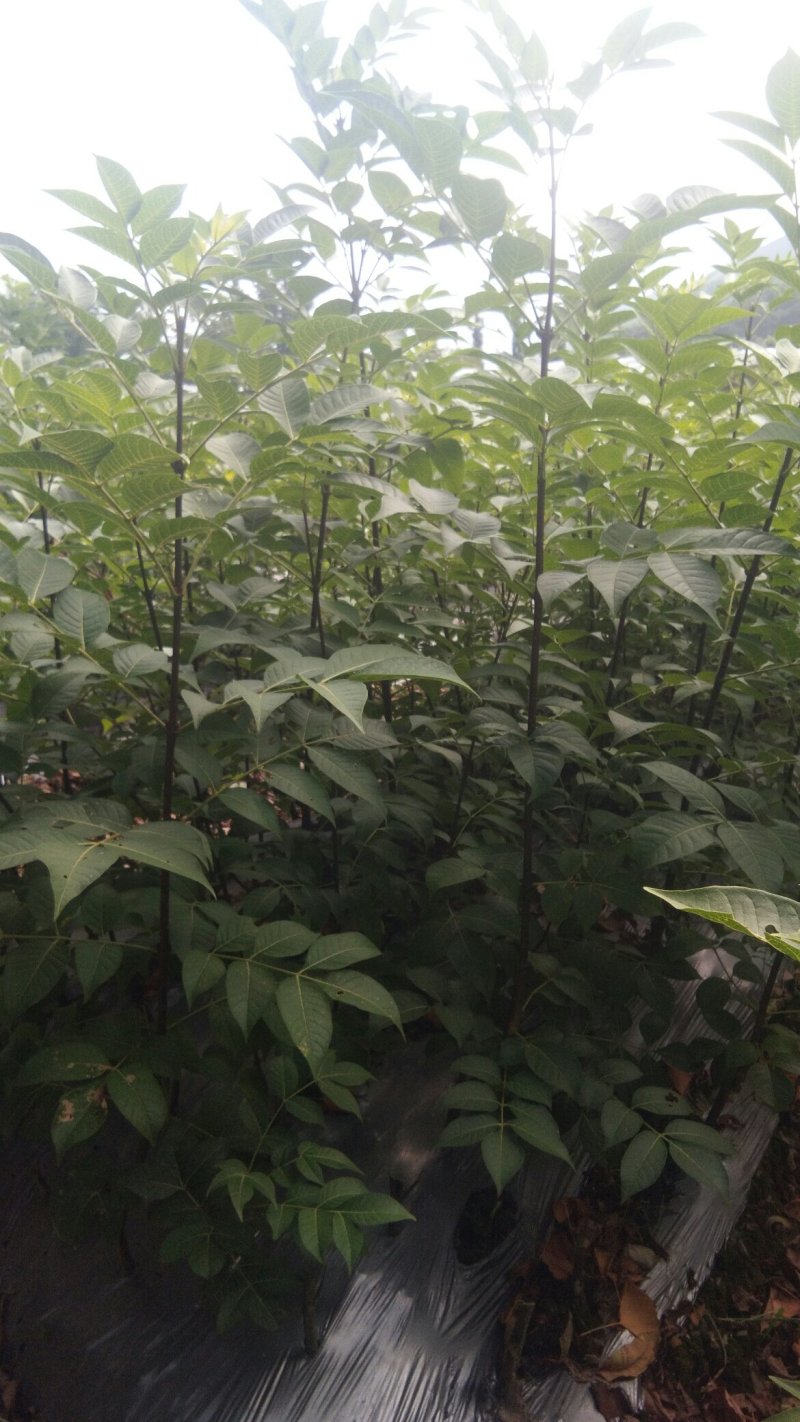 吴茱萸苗，精选优育，无病毒，高产正宗吴茱萸8号苗，无杂苗