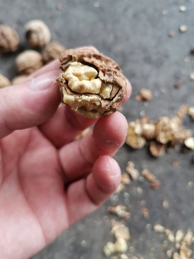 产地直销质量保证包退包换放心购买云南大泡麻核