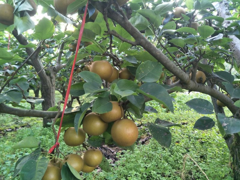 长十郎梨，黄花梨，香南梨，新高梨