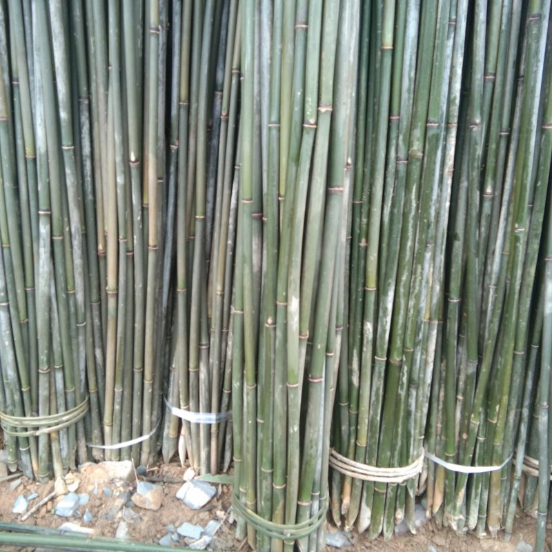 木竹蔬菜搭架使用
