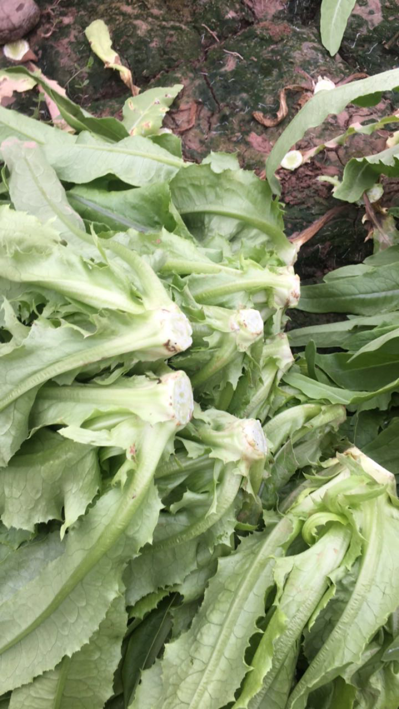 精品油麦菜