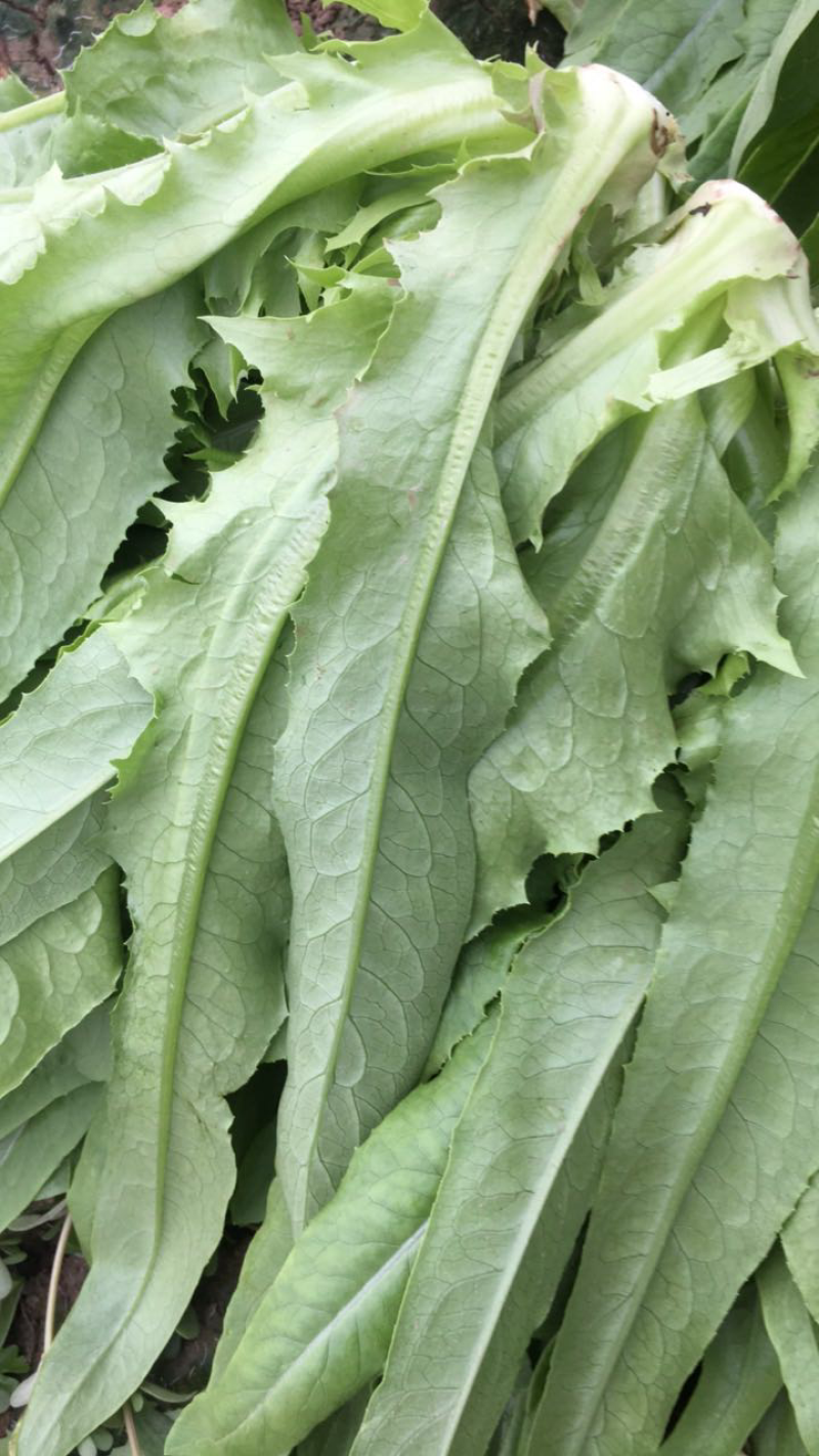 精品油麦菜
