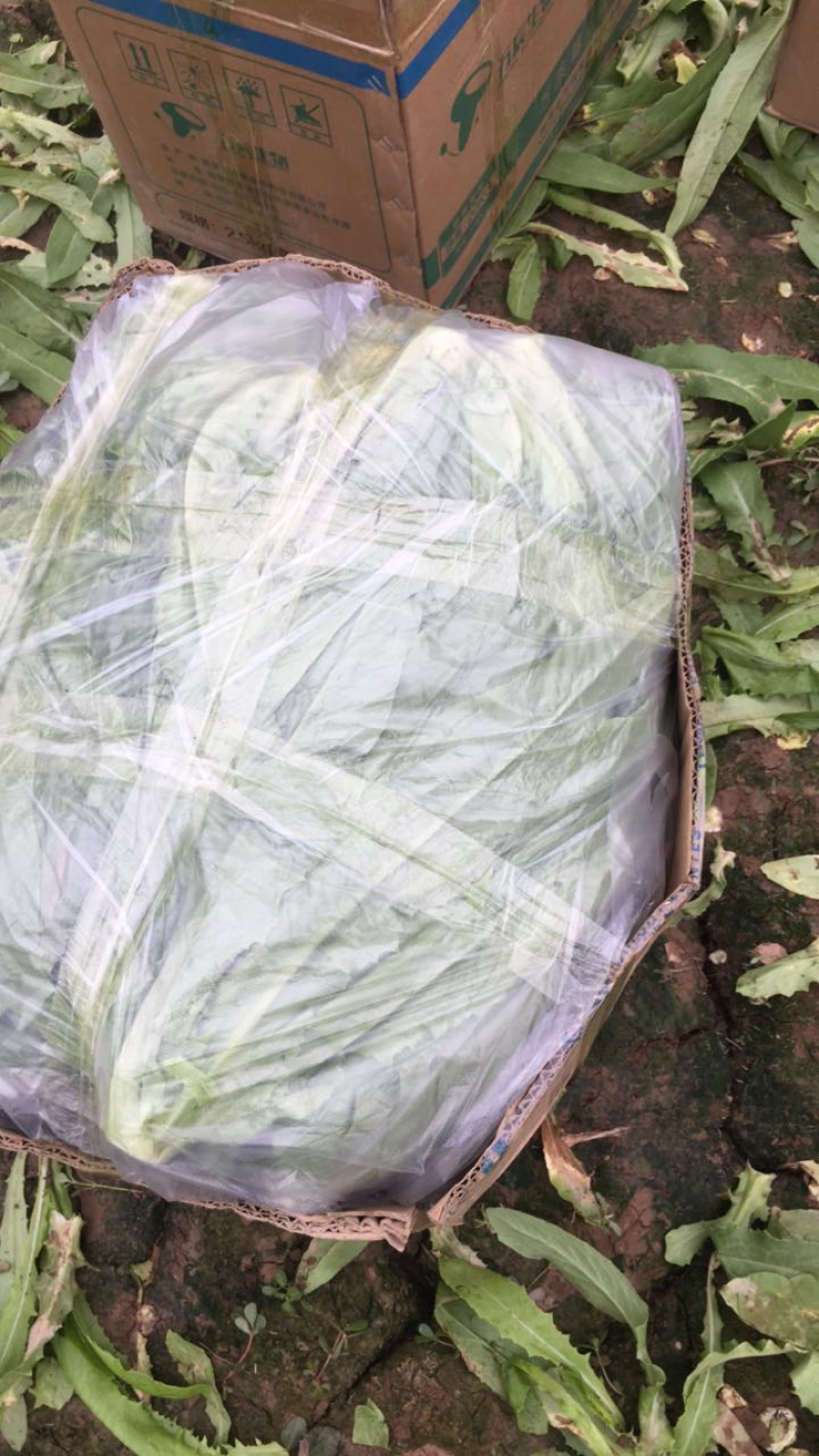 精品油麦菜