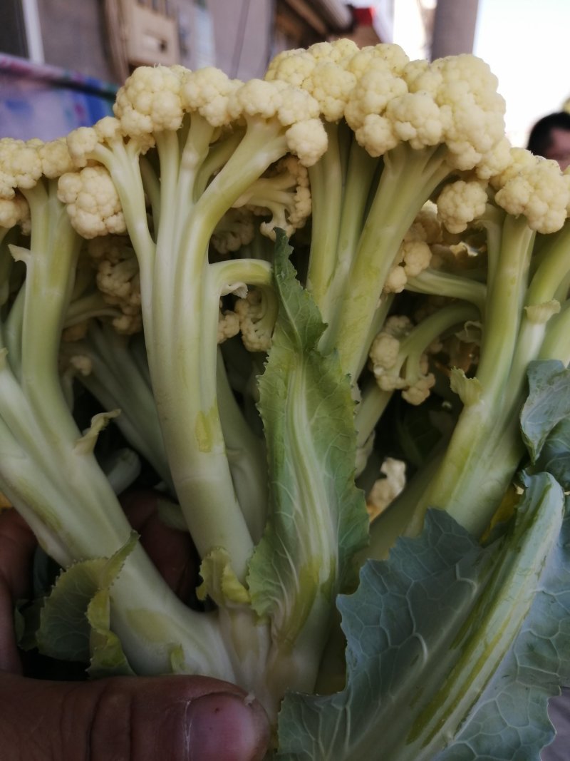 山东菜花、有机花、泰安-肥城青梗白面松花菜、陆续大量上市