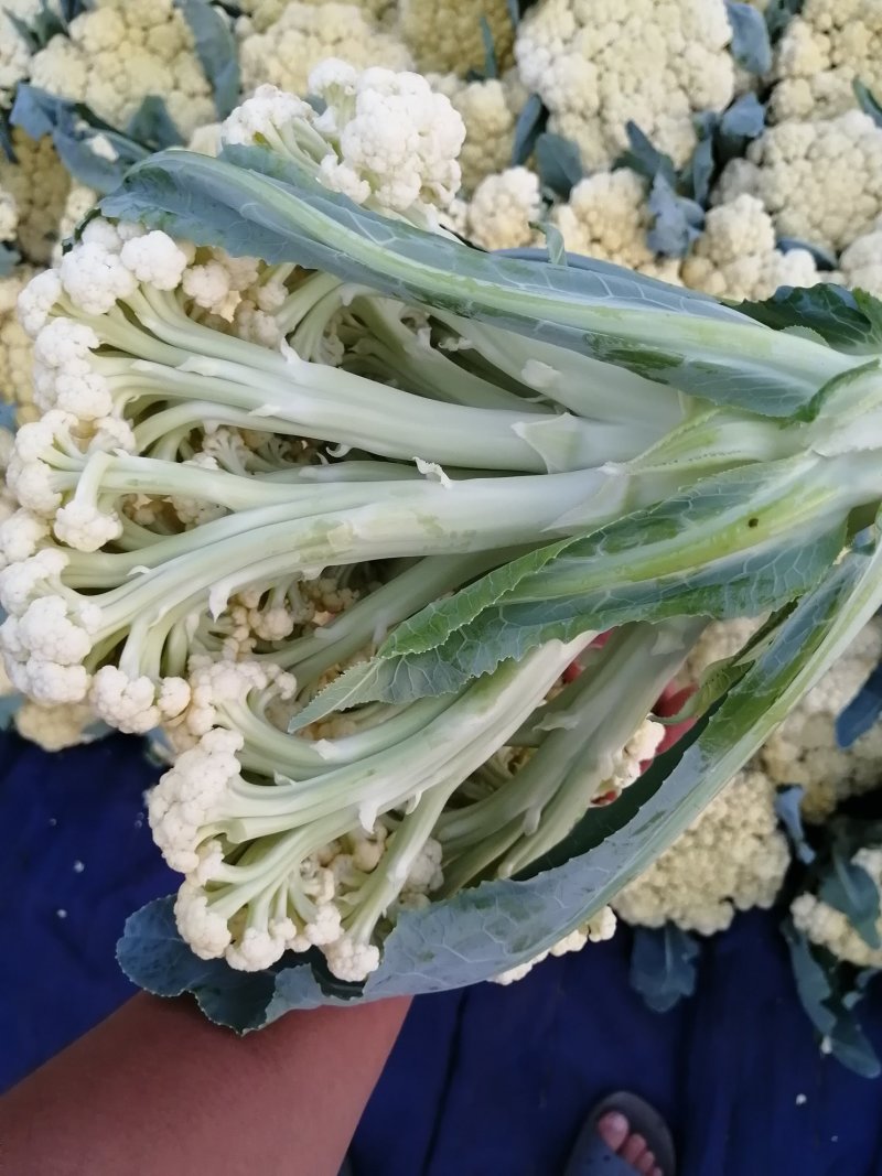 山东菜花、有机花、泰安-肥城青梗白面松花菜、陆续大量上市