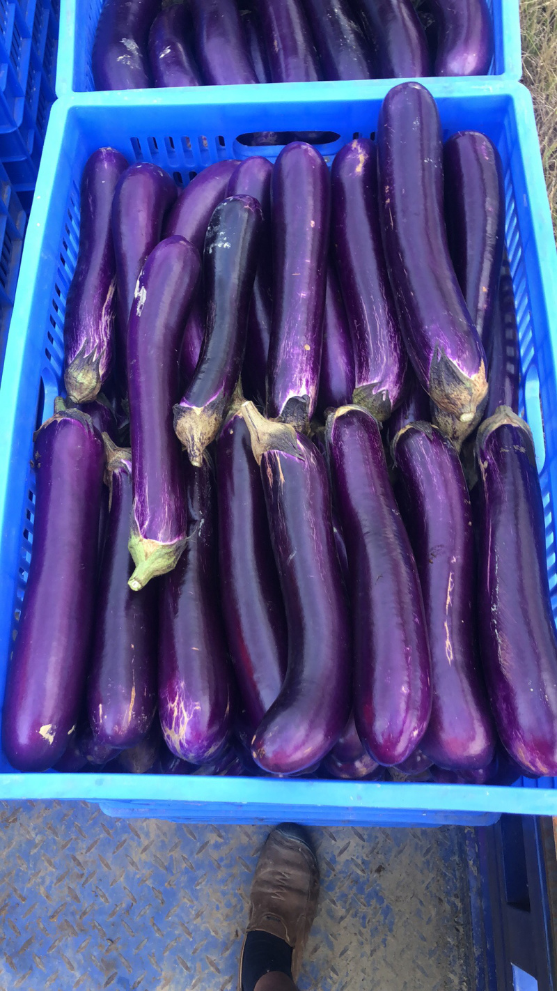 茄子生产基地