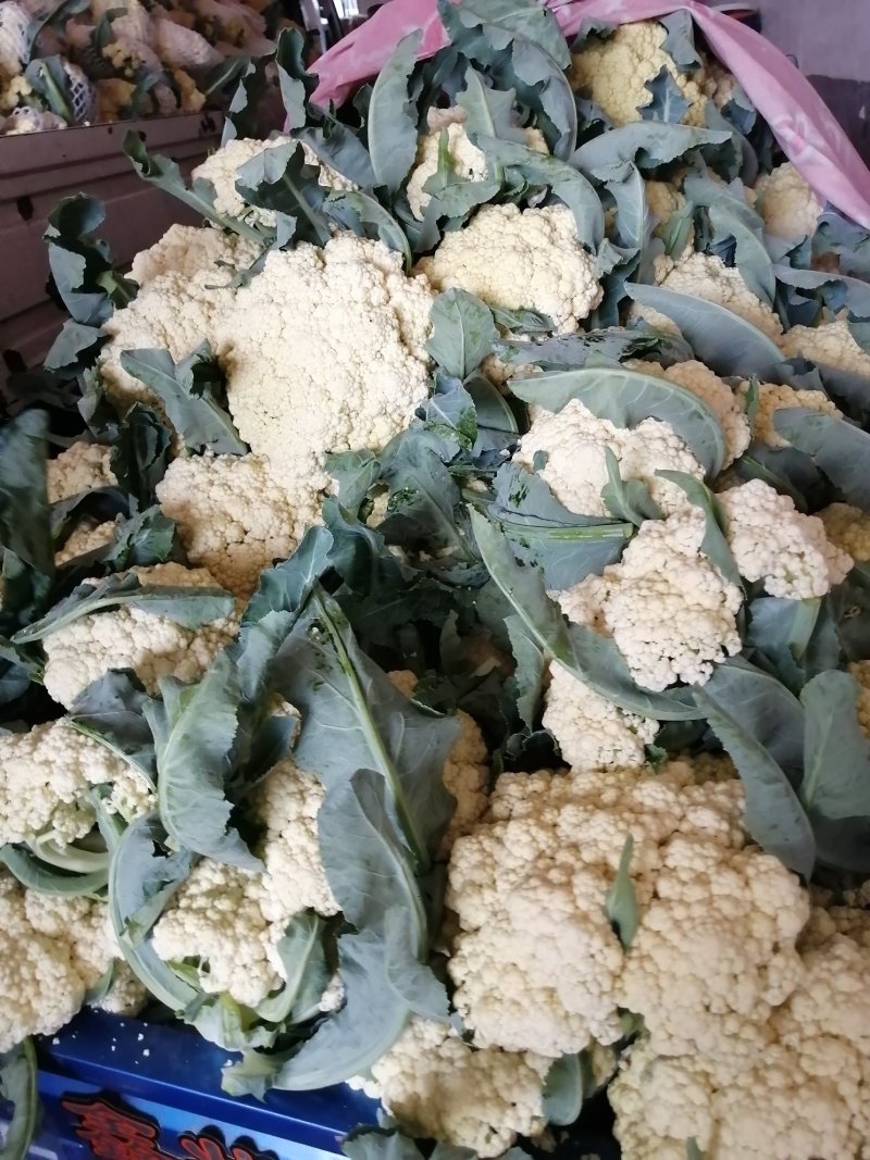 青梗白面有机花松花菜大量上市，货源充足，全天供货