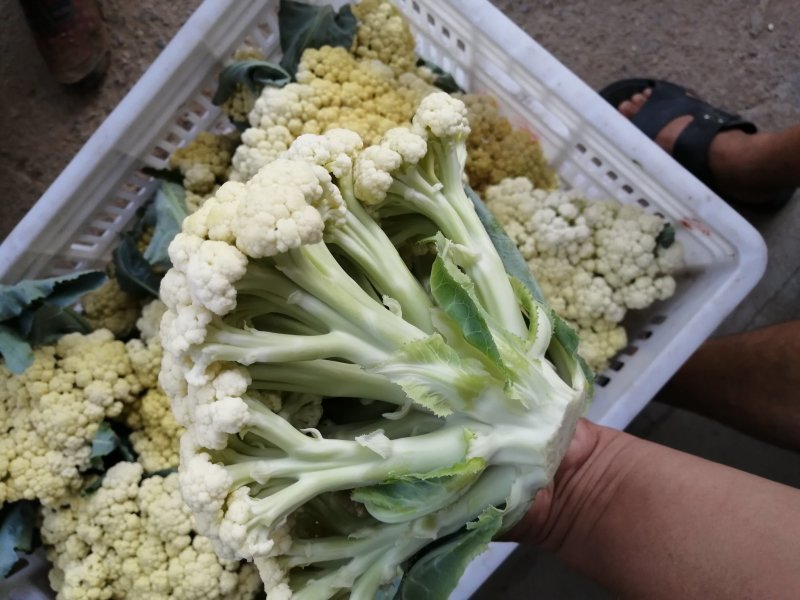 青梗白面有机花松花菜大量上市，货源充足，全天供货