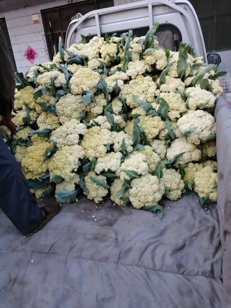 青梗白面有机花松花菜大量上市，货源充足，全天供货