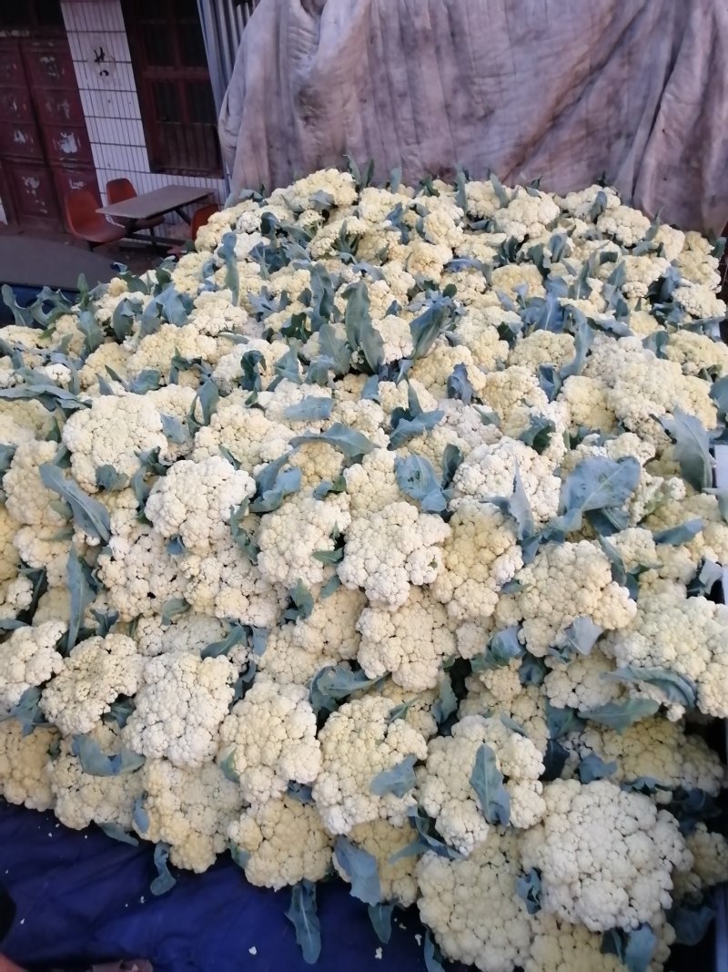 青梗白面有机花松花菜大量上市，货源充足，全天供货