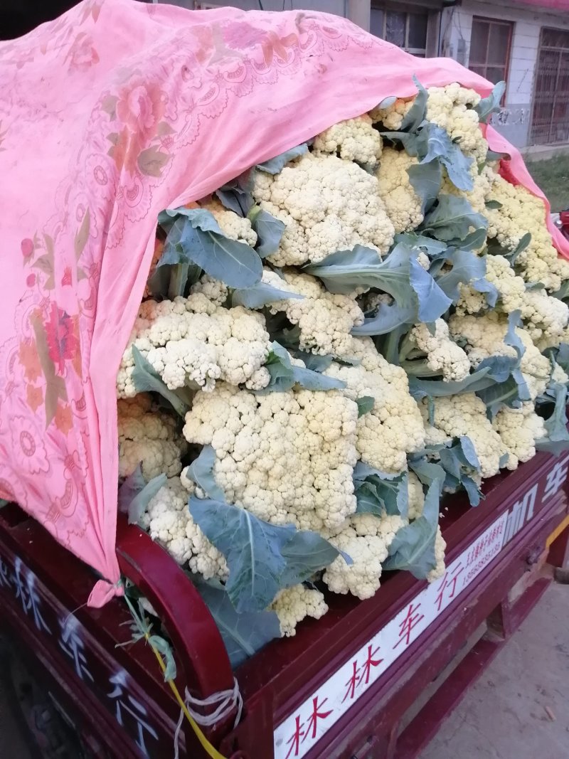 青梗白面有机花松花菜大量上市，货源充足，全天供货