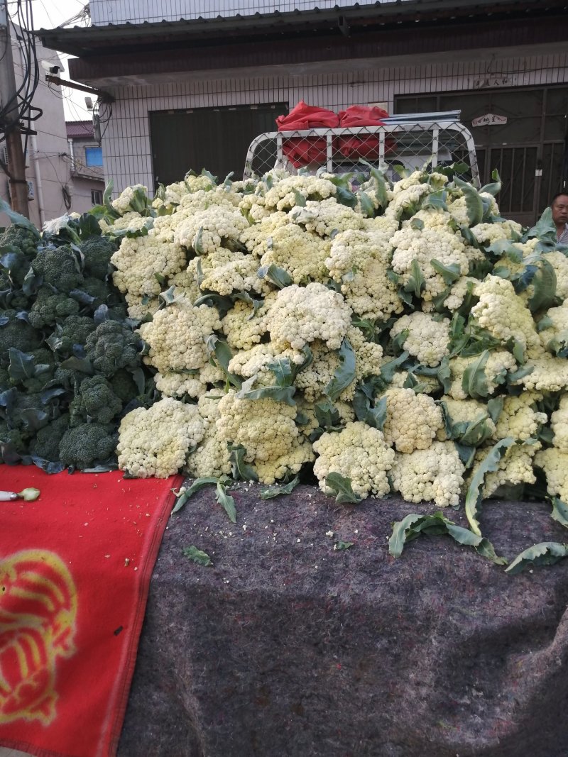 青梗白面有机花松花菜大量上市，货源充足，全天供货