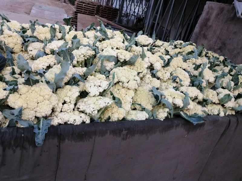 青梗白面有机花松花菜大量上市，货源充足，全天供货