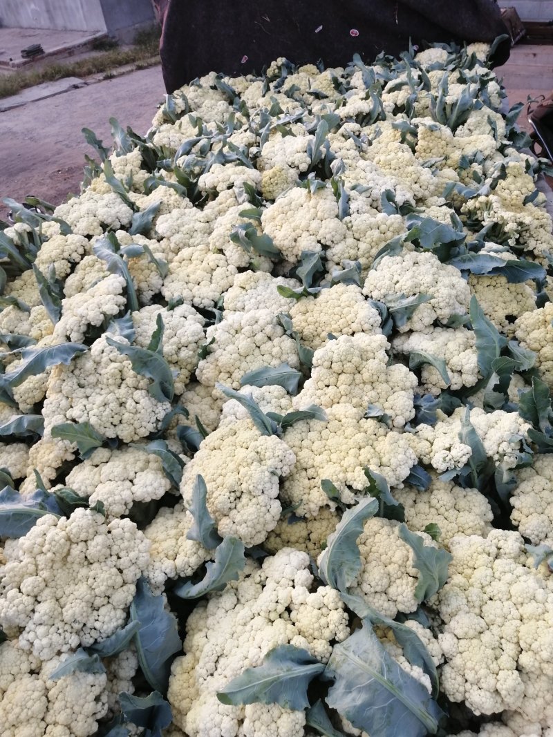 青梗白面有机花松花菜大量上市，货源充足，全天供货