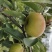 苹果梨大量有货有需要的电话