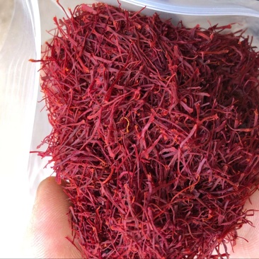 藏红花长细丝伊朗红花实图拍摄