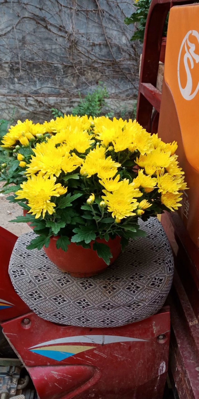 菊花，国庆菊，基地直销，常年销售各种绿化苗木。