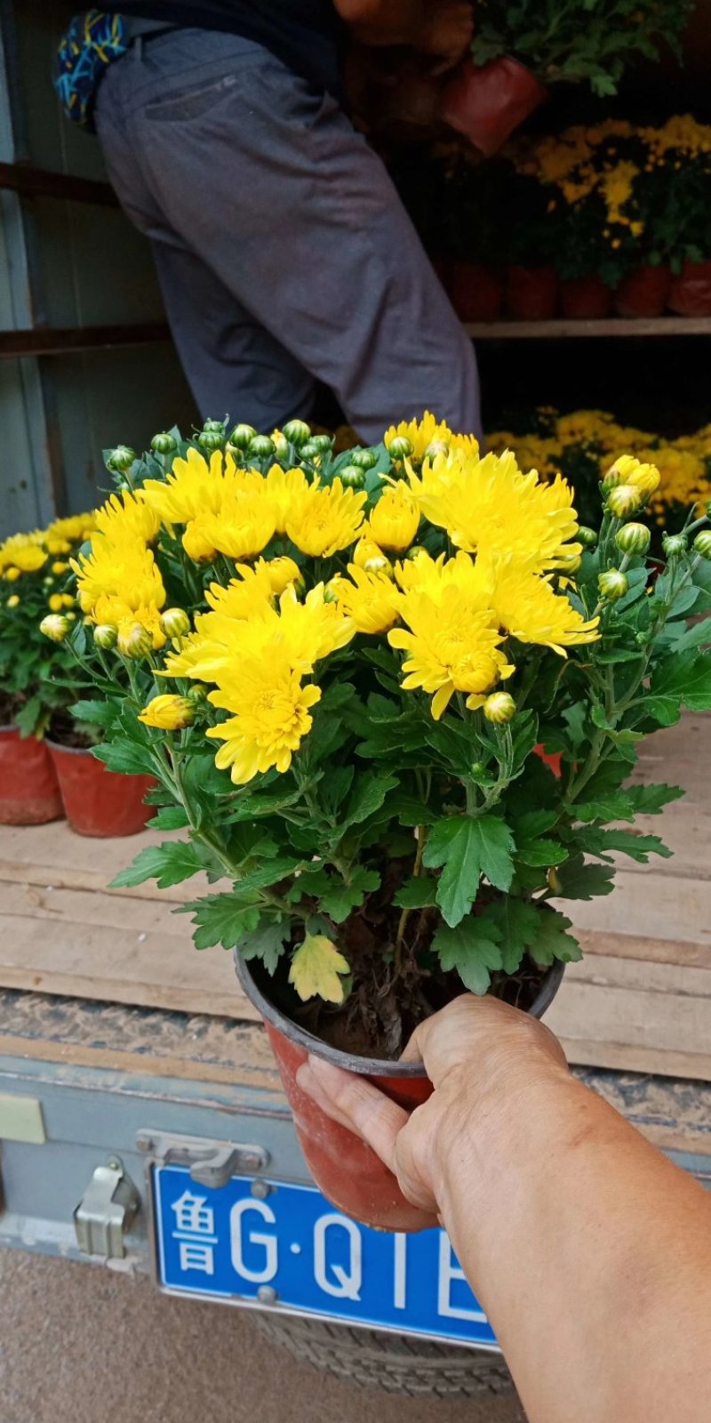 菊花，国庆菊，基地直销，常年销售各种绿化苗木。