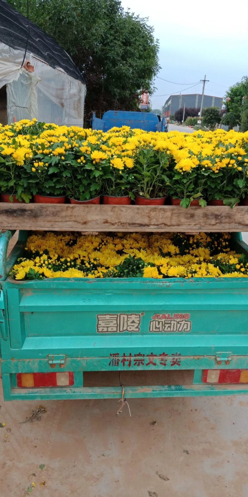 菊花，国庆菊，基地直销，常年销售各种绿化苗木。