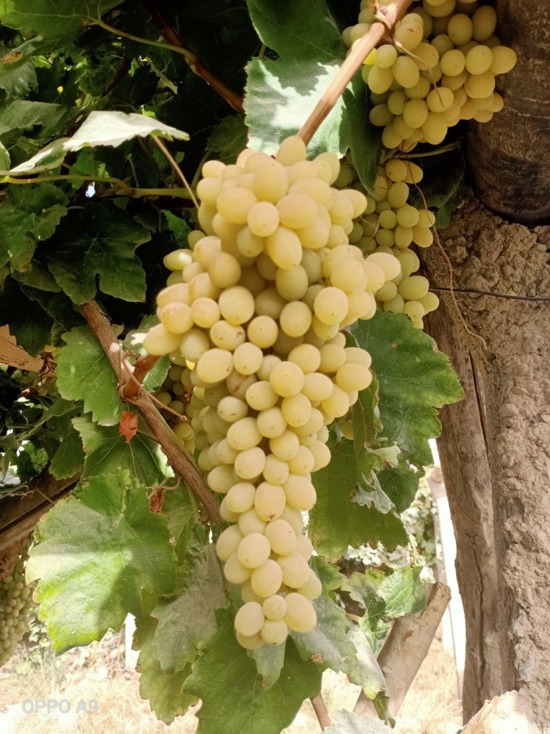 现摘现发新疆吐鲁番无核白葡萄新鲜新疆苿莉香葡萄5斤装