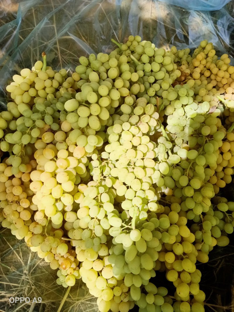 现摘现发新疆吐鲁番无核白葡萄新鲜新疆苿莉香葡萄5斤装