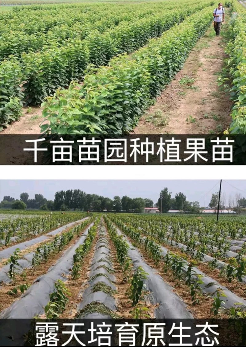 樱桃树苗俄罗斯8号包成活口感好果实大抗病毒
