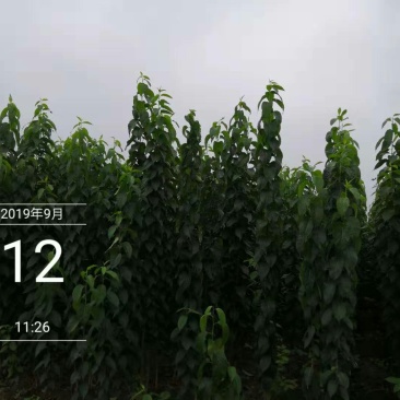 杜仲树一级苗（数量大树形好上车方便）
