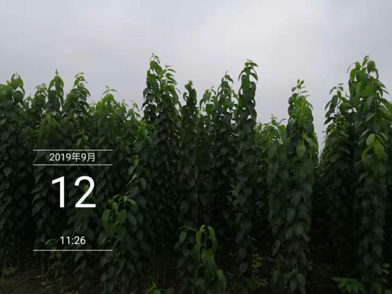 杜仲树一级苗（数量大树形好上车方便）