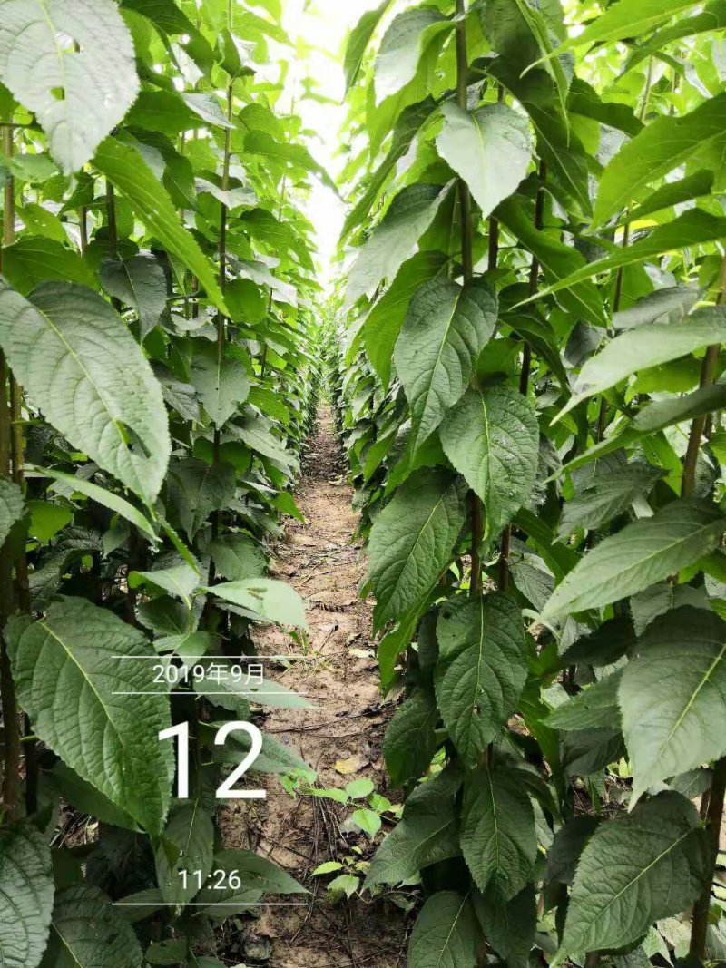 杜仲树一级苗（数量大树形好上车方便）