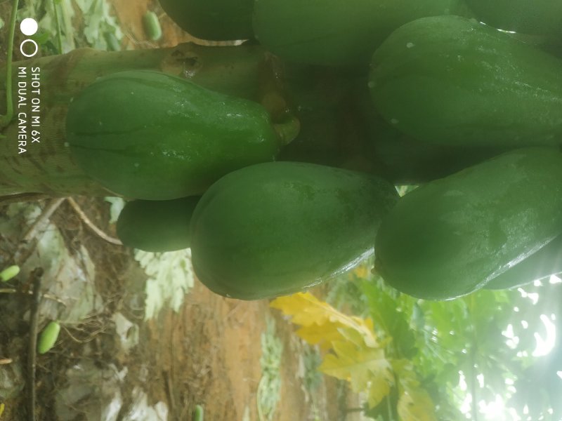 热带水果