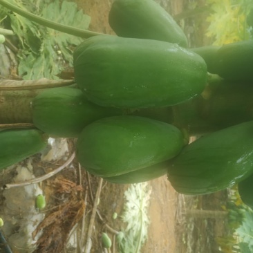 热带水果