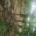 热带水果