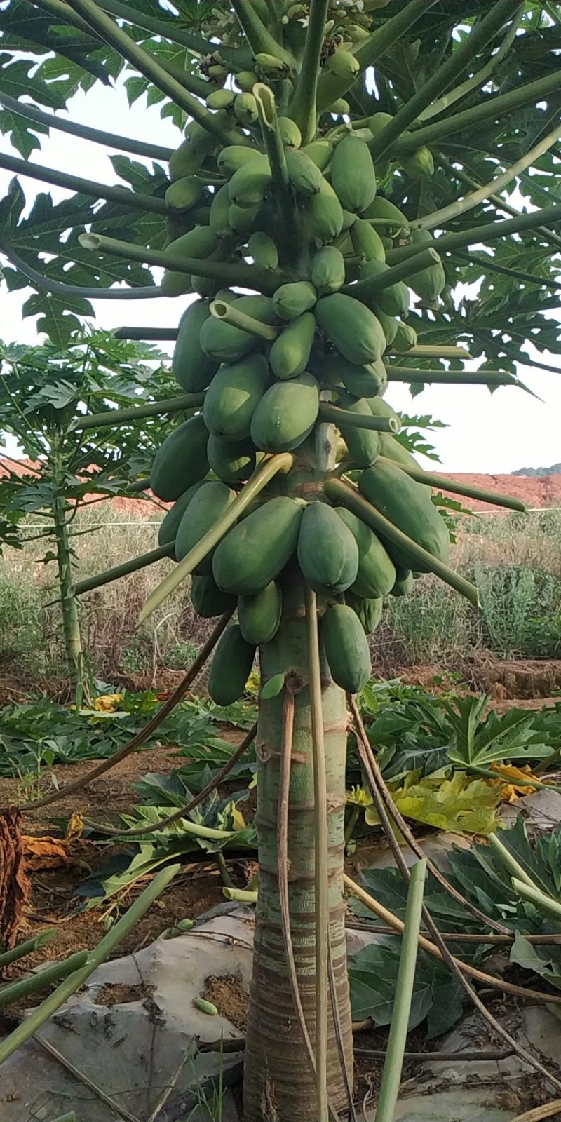 热带水果