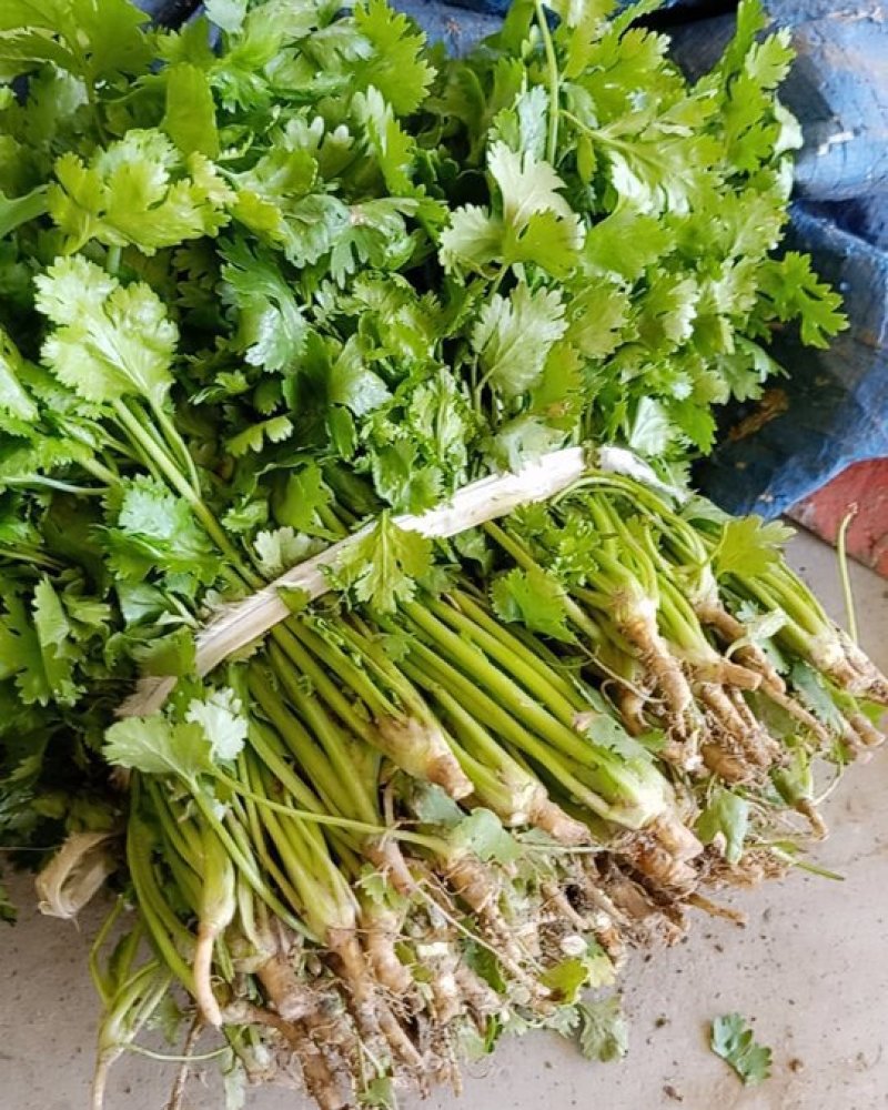 精品香菜，价格便宜，香菜漂亮，