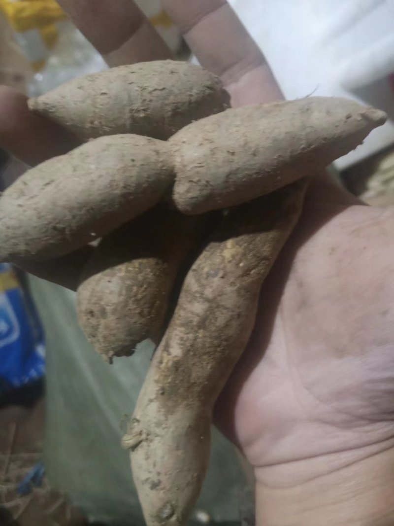 牛大力