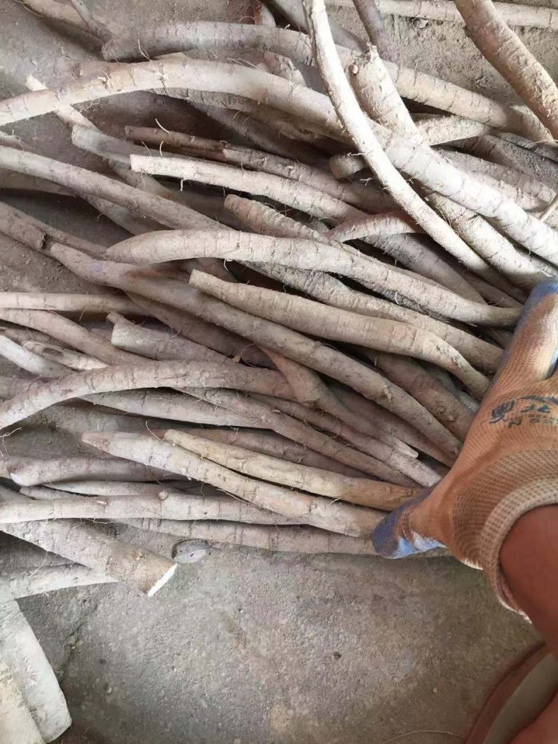 牛大力