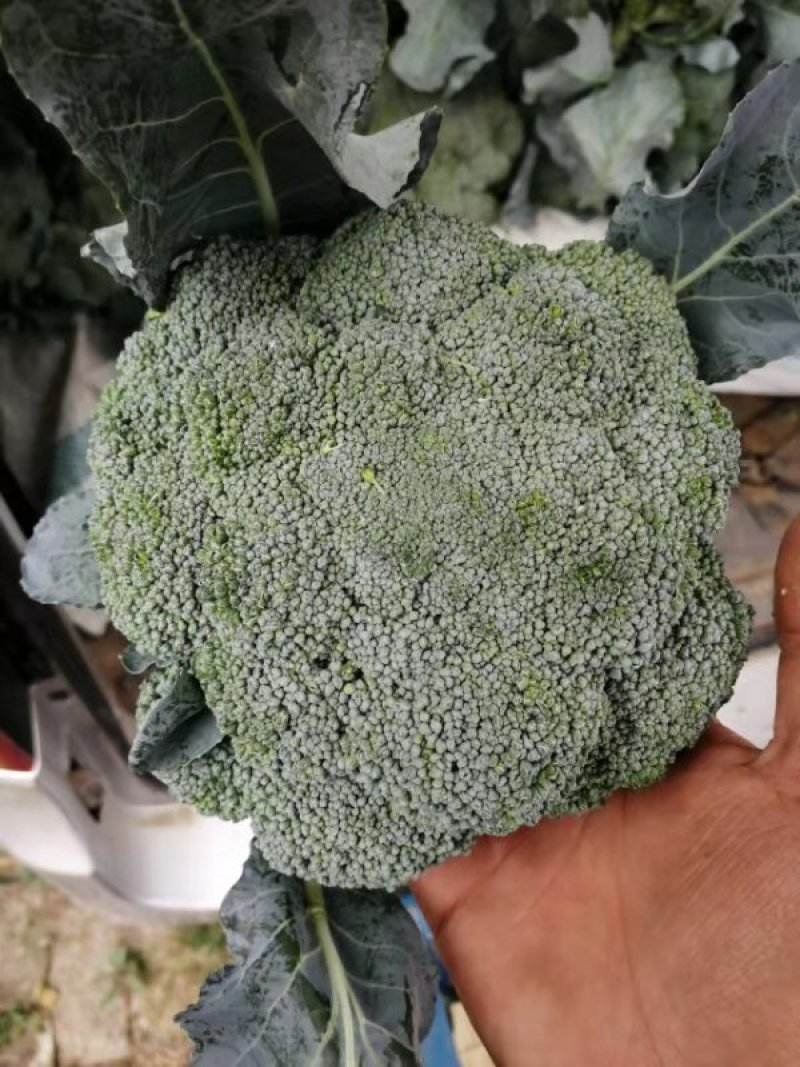 加工厂西兰花，有需要的联系我