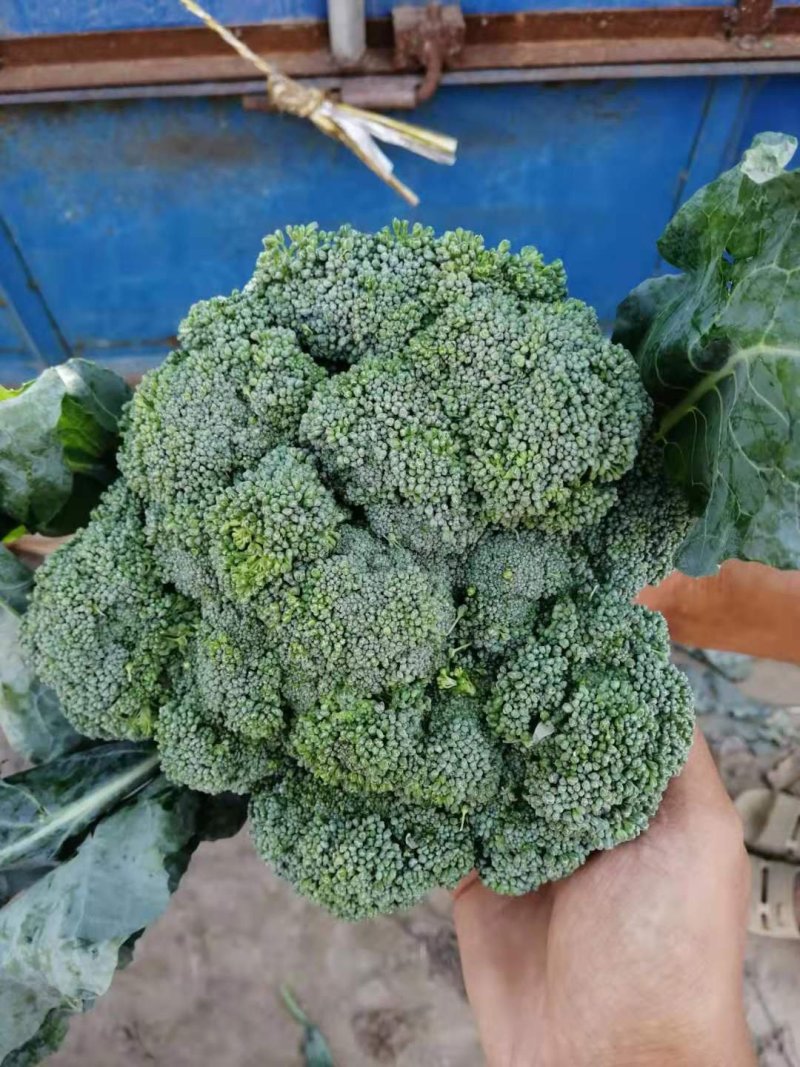 加工厂西兰花，有需要的联系我